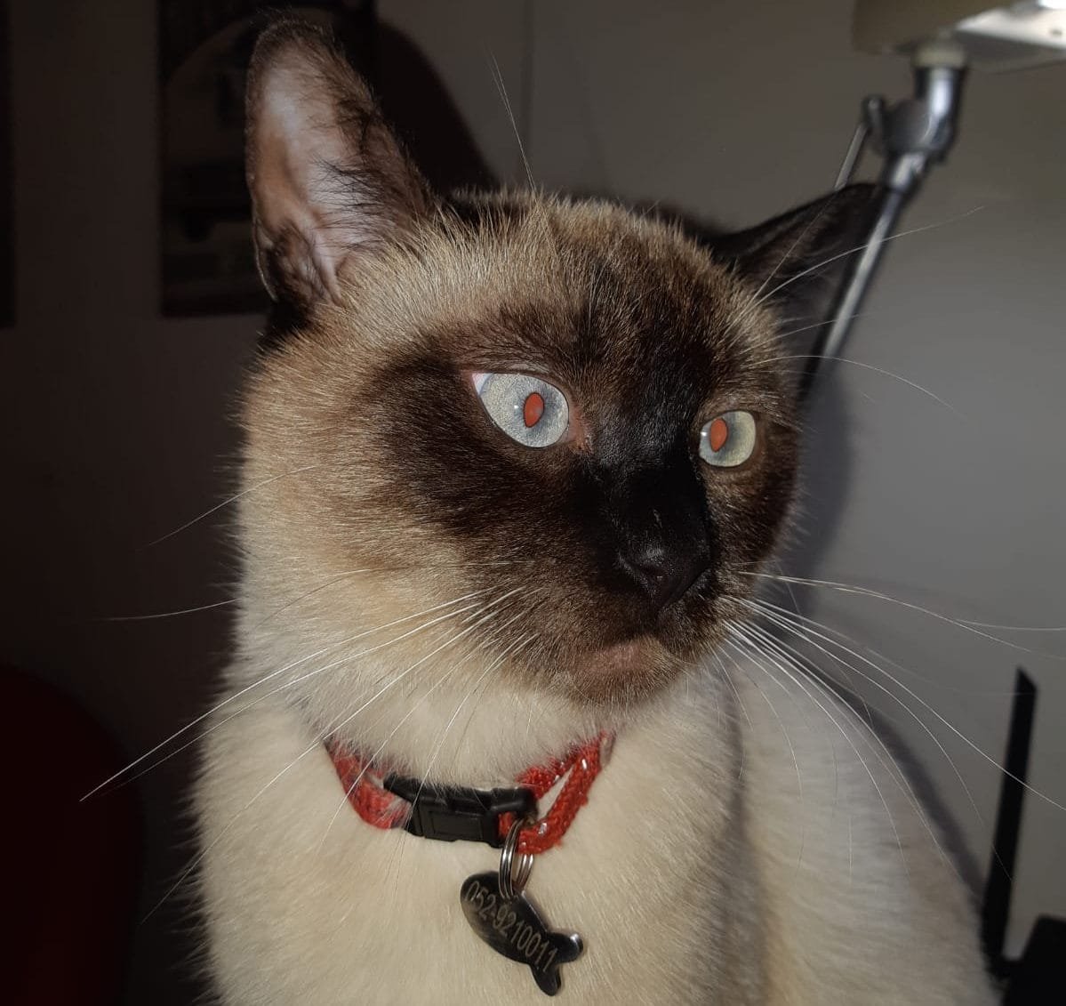 נעדרת: החתולה לונה