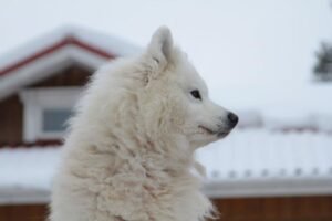 מהוד השרון לקוטב הצפוני: למה כולם חוגגים בר ובת מצווה בלפלנד?