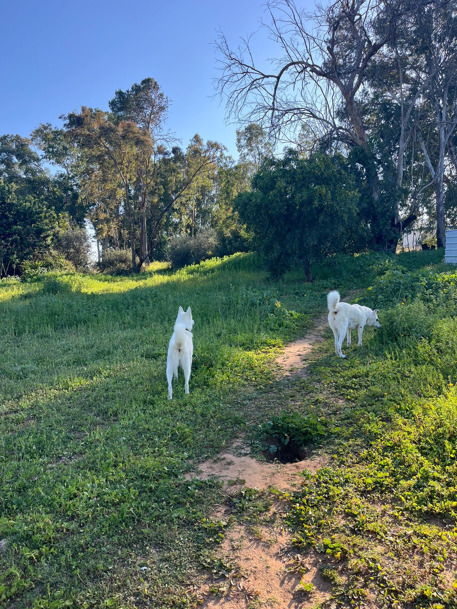 "הכלבה שלי גוססת כי לאף אחד לא היה אכפת" חשד להרעלת בעלי חיים במתחם בית הנערה