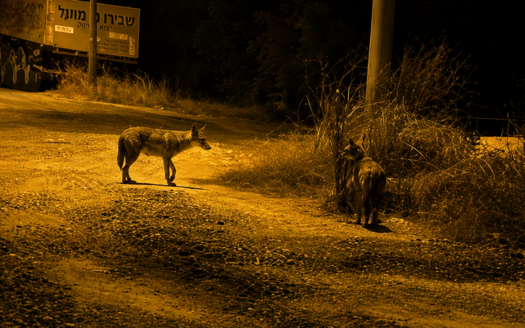 יריות באמצע הלילה הקפיצו את תושבי הוד השרון: "חשבתי שזה מאחורי הבית שלי"
