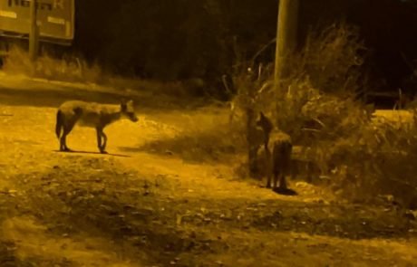 "התנים השתלטו על גיל עמל"