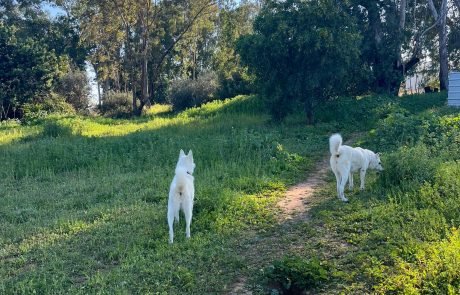 "הכלבה שלי גוססת כי לאף אחד לא היה אכפת" חשד להרעלת בעלי חיים במתחם בית הנערה