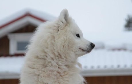 מהוד השרון לקוטב הצפוני: למה כולם חוגגים בר ובת מצווה בלפלנד?