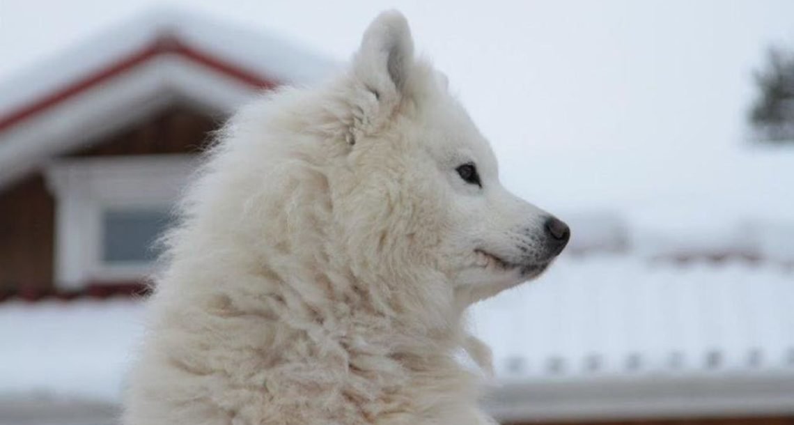 מהוד השרון לקוטב הצפוני: למה כולם חוגגים בר ובת מצווה בלפלנד?